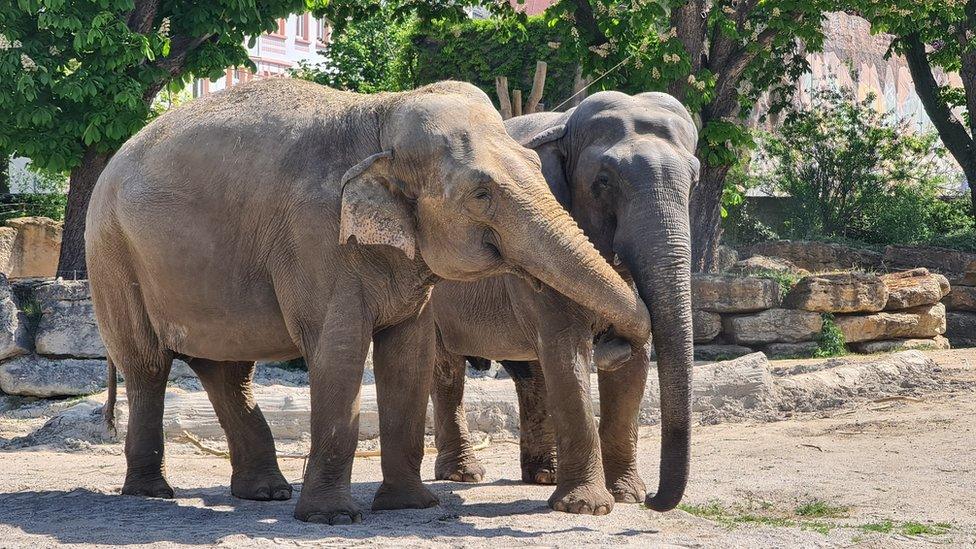 Two elephants in a zoo