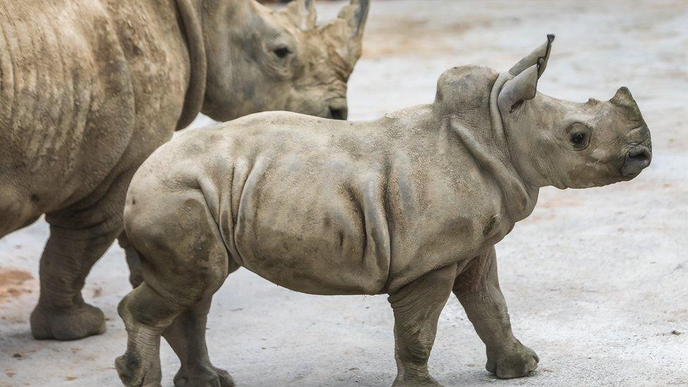 whiterhino