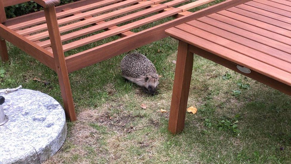 A hedgehog in the garden.