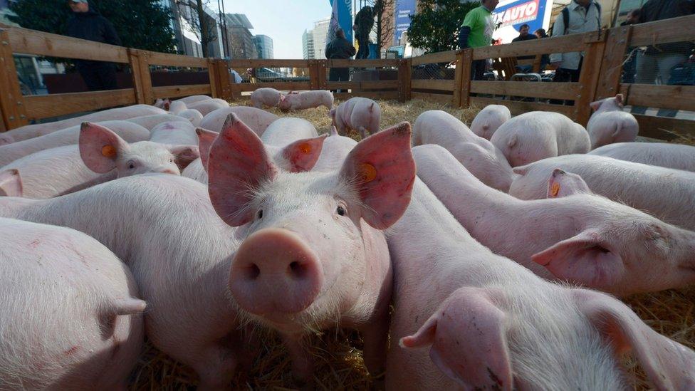 Pigs displayed in an enclosure during a farmers' demonstration in Brussels