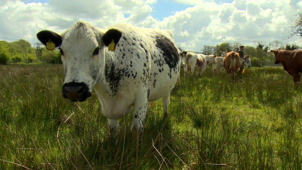 Irish Moiled Cattle