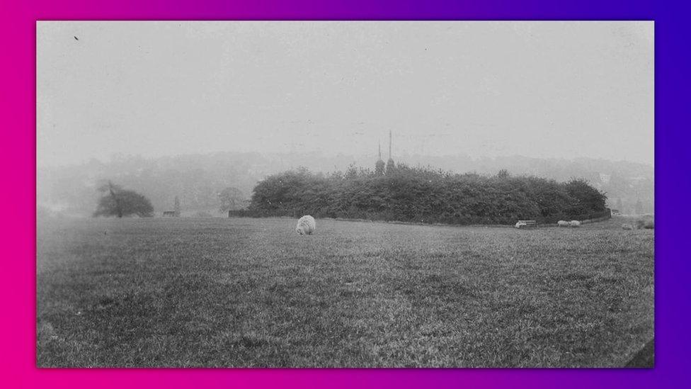 Sheep-grazing-on-the-heath.