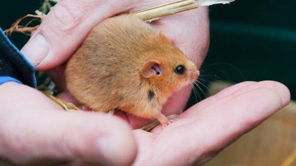 dormice in hand