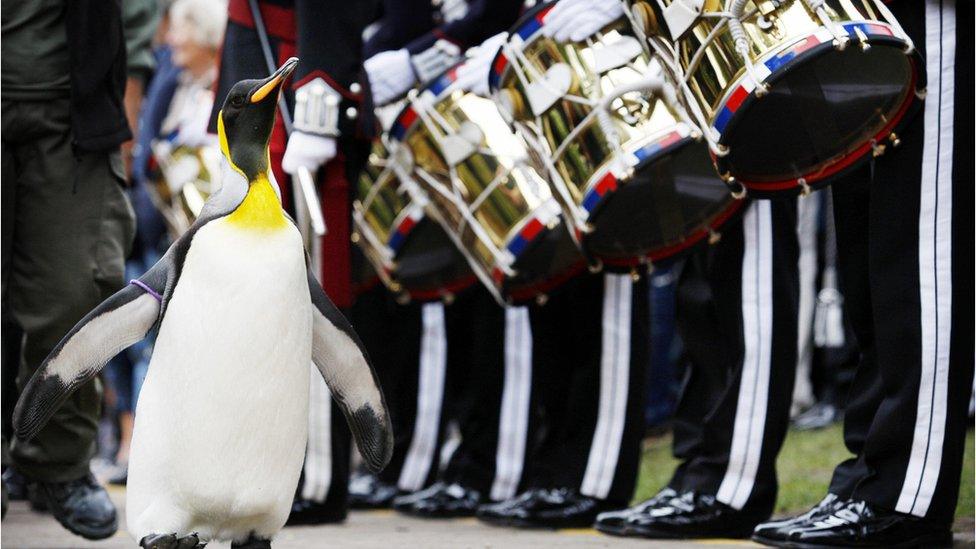 Sir Nils Olav