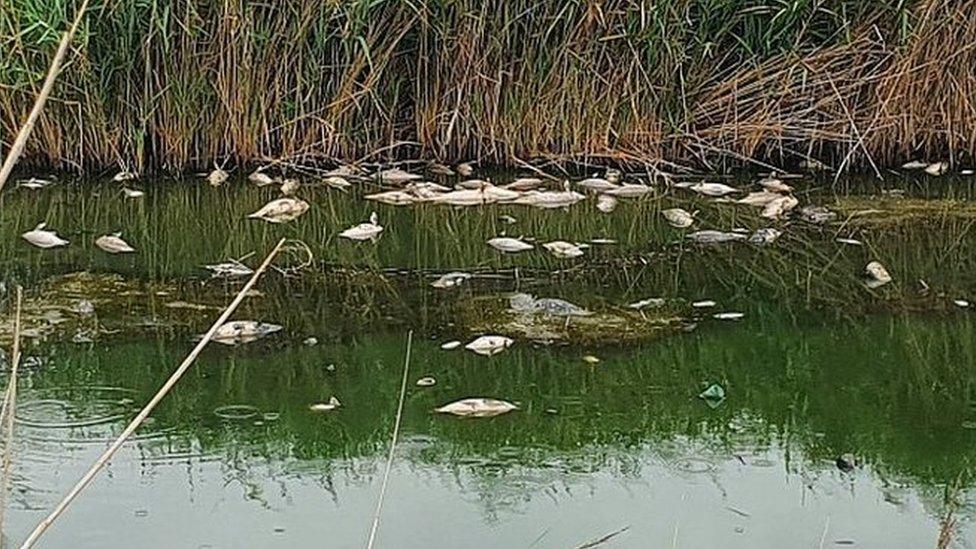 Dead fish are having to be removed from Canvey lake in Essex