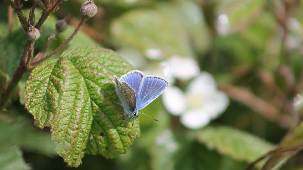 Chalkhill Blue butterfly