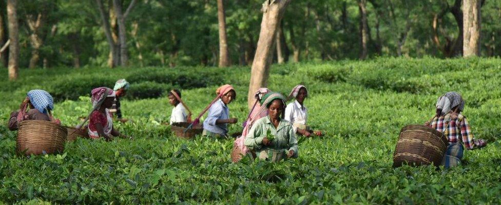 Women working in tea plantation