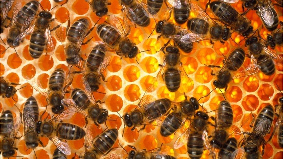 Bees