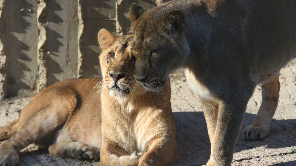 File image of Lions at Madrid zoo