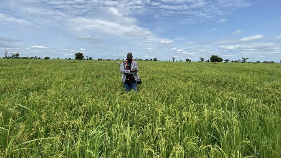 Man standing in a rice field