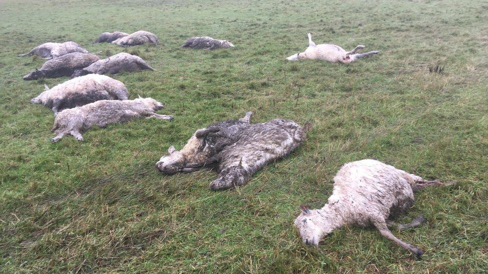 Dead sheep in a field.