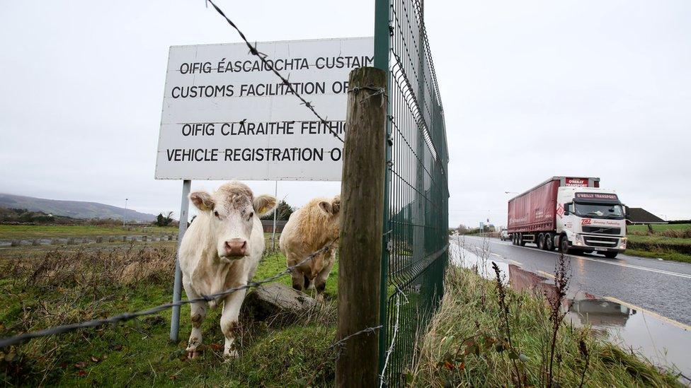 Cows and trucks at the border, near Dundalk.