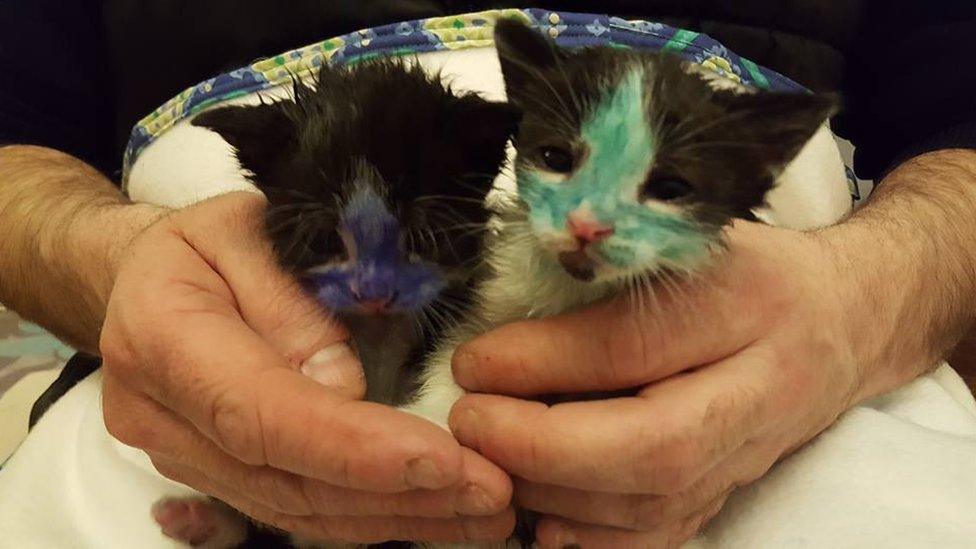 Smurf and Shrek at the Bradford Cat Watch Rescue