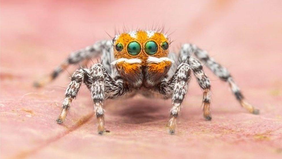 Maratus nemo - the Finding Nemo spider