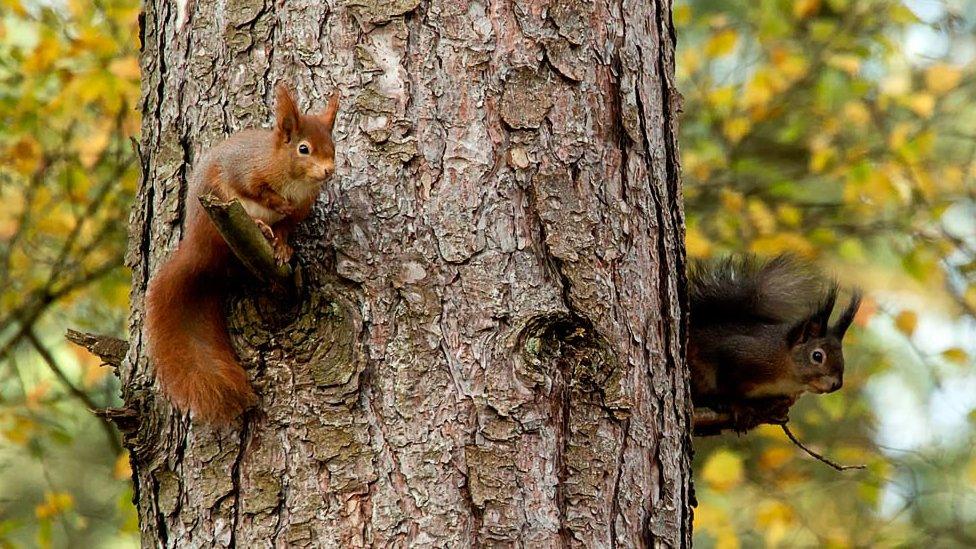 Two red squirrels on a tree