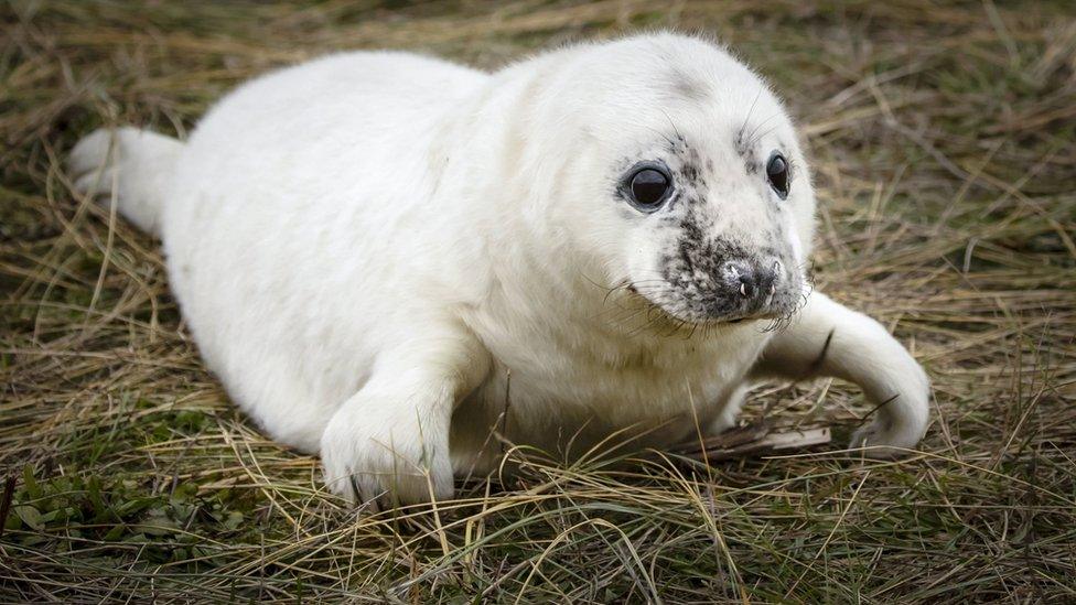 Seal pup