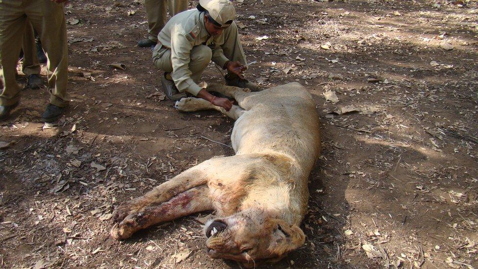 Rasila Vadher treating a lion