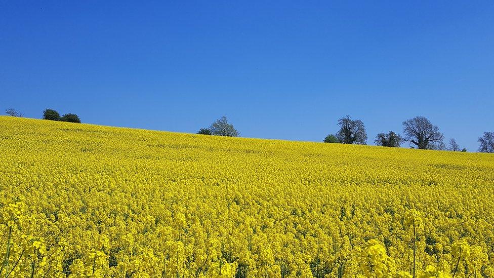 Rapeseed field near Chipping Norton