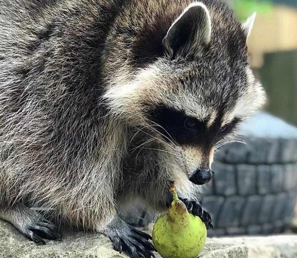 Brockswood Animal Sanctuary