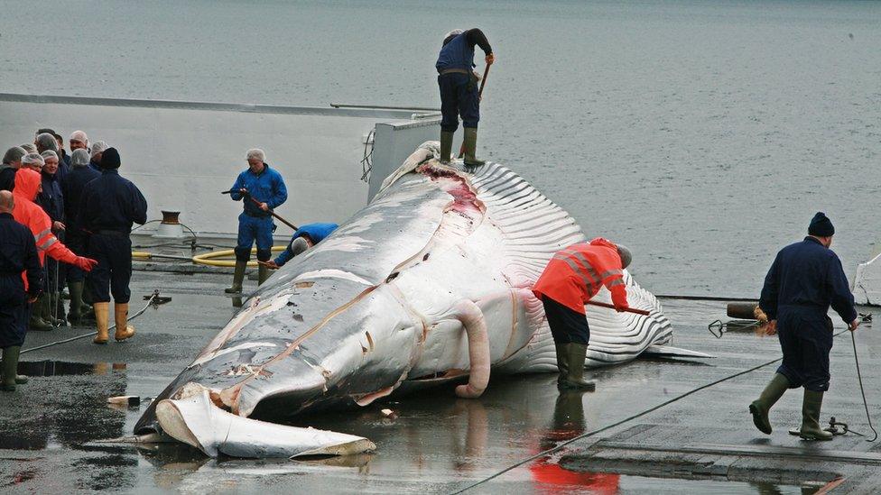 A dead fin whale caught by an Icelandic whaler in 2013