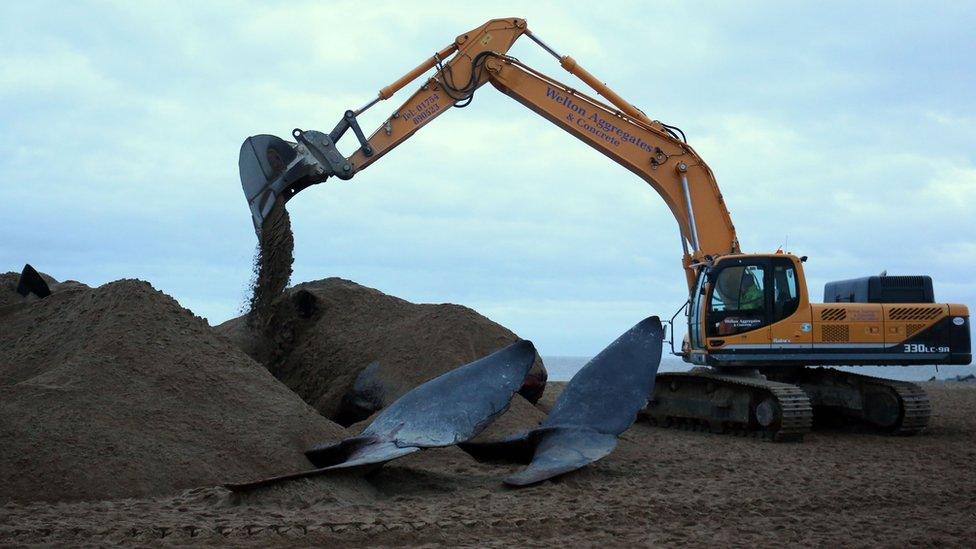 Whales being temporarily buried on Skegness beach