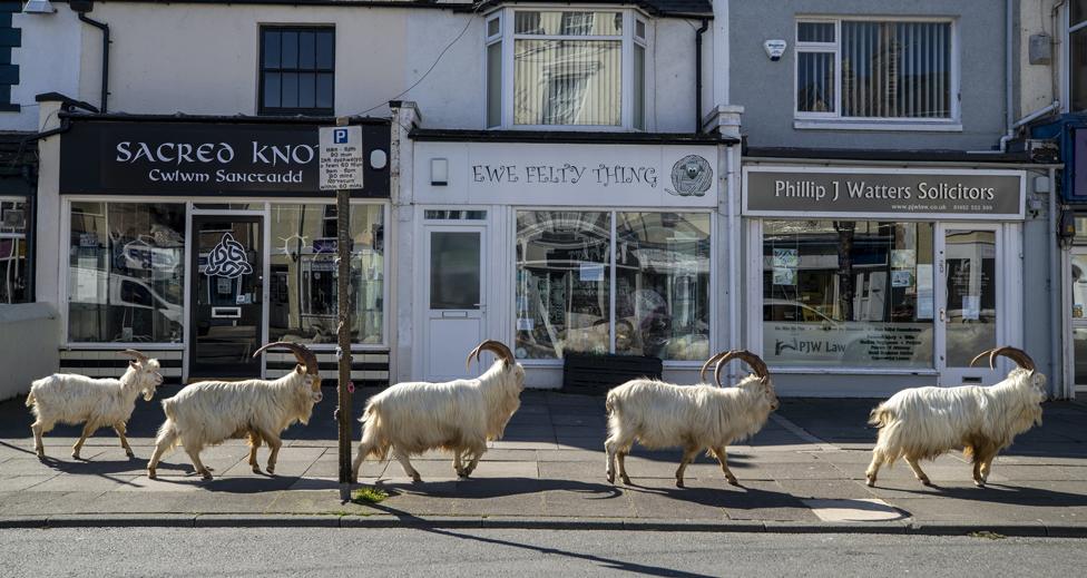 A herd of goats taking advantage of quiet streets near Trinity Square in Llandudno