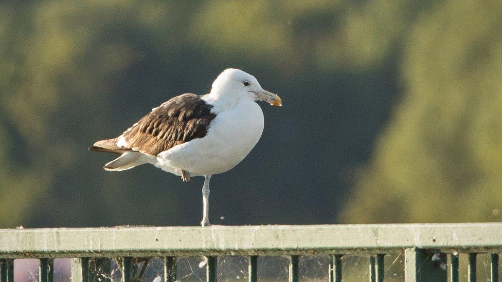 Kelp gull at Grafham Water, Cambridgeshire