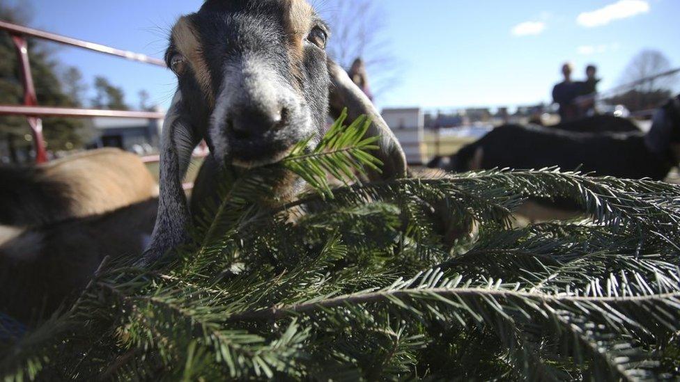 Tips on what to do with your old Christmas tree