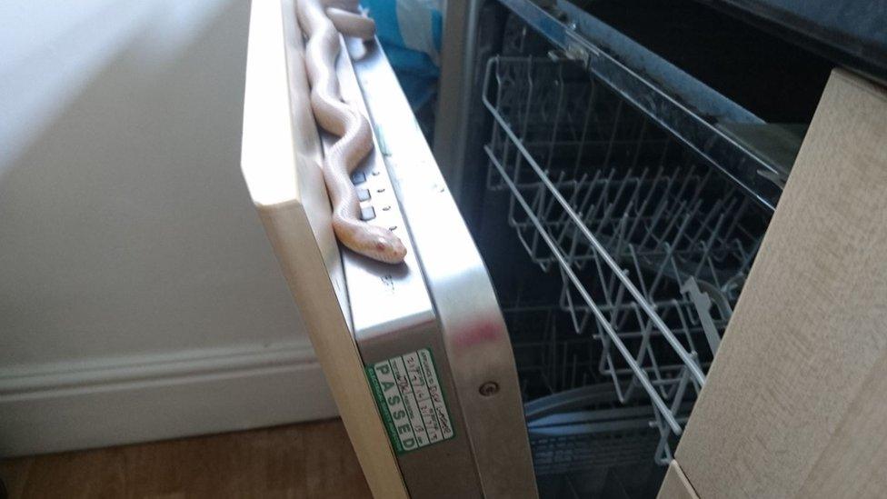 The corn snake in the dishwasher