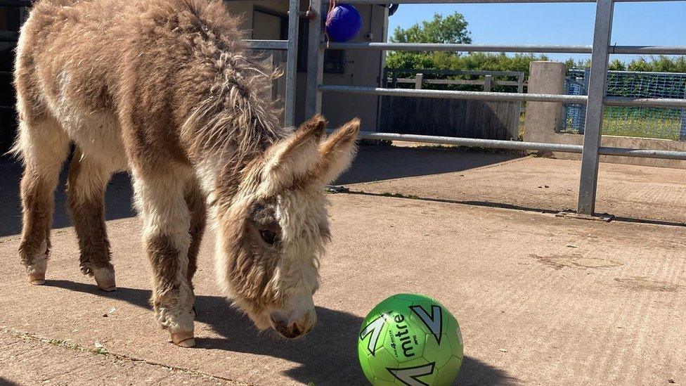 a photo of Kai the donkey with a football