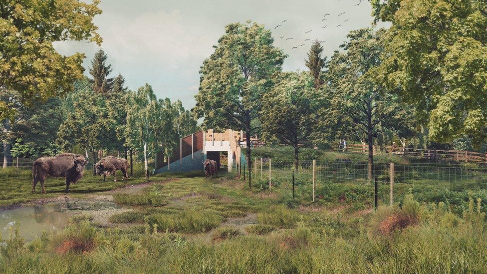 An artist's impression of the proposed bridges showing how the bison would pass under them