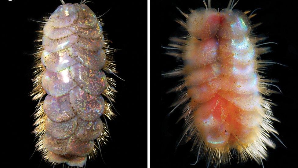 Photos-of-the-'glitter-worms' Peinaleopolynoe goffrediae and Peinaleopolynoe mineoi.