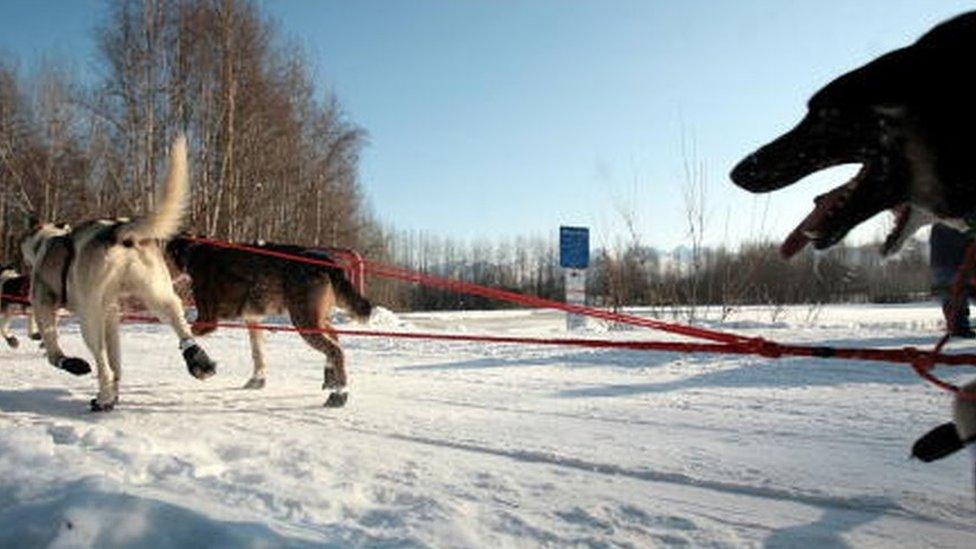 A sledge-dog team near Anchorage (file picture)