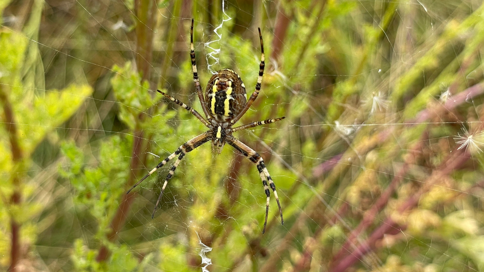 Wasp spider in Norfolk