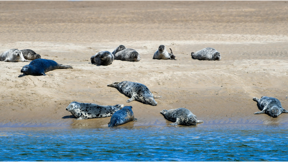 Seals lying on a beach