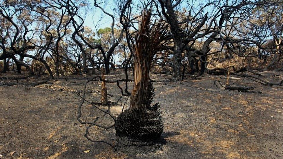 Charred trees in the Parndana region of Kangaroo Island