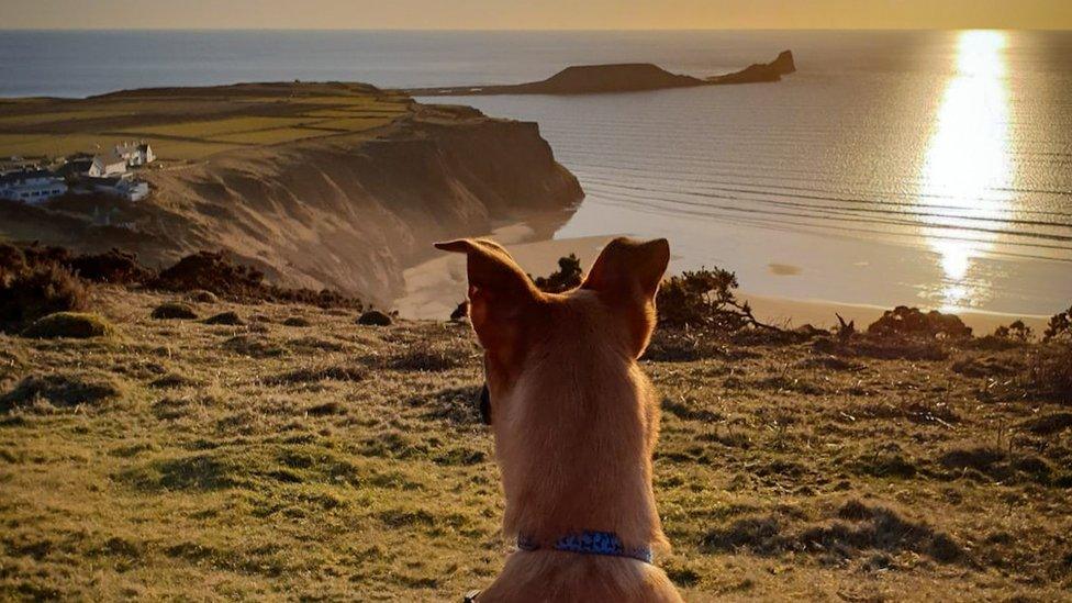 Bryn takes in the glorious Worm's Head view on Gower in this picture by Ashley Williams