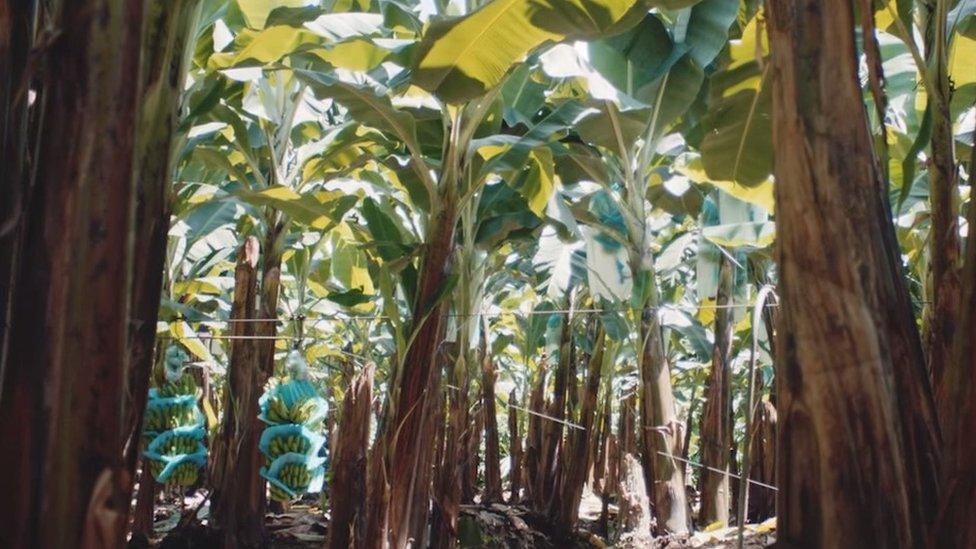 Banana plantation Ecuador