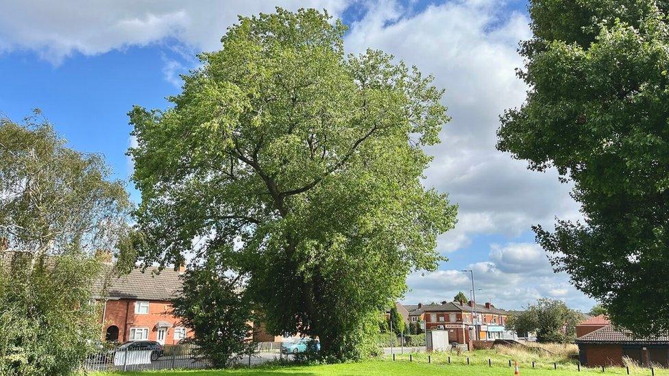 Black poplar in Gorton