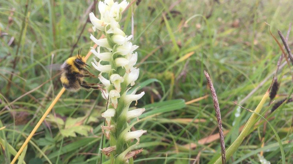 A bee on one of the Irish Lady's Tresses orchids found in Ballymena