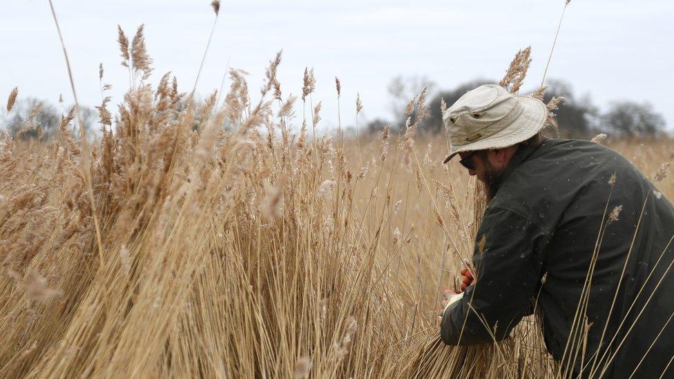 Reed cutter Lawrence Watts gathers freshly cut bundles of reed on the Norfolk Broads near Ranworth, Norfolk