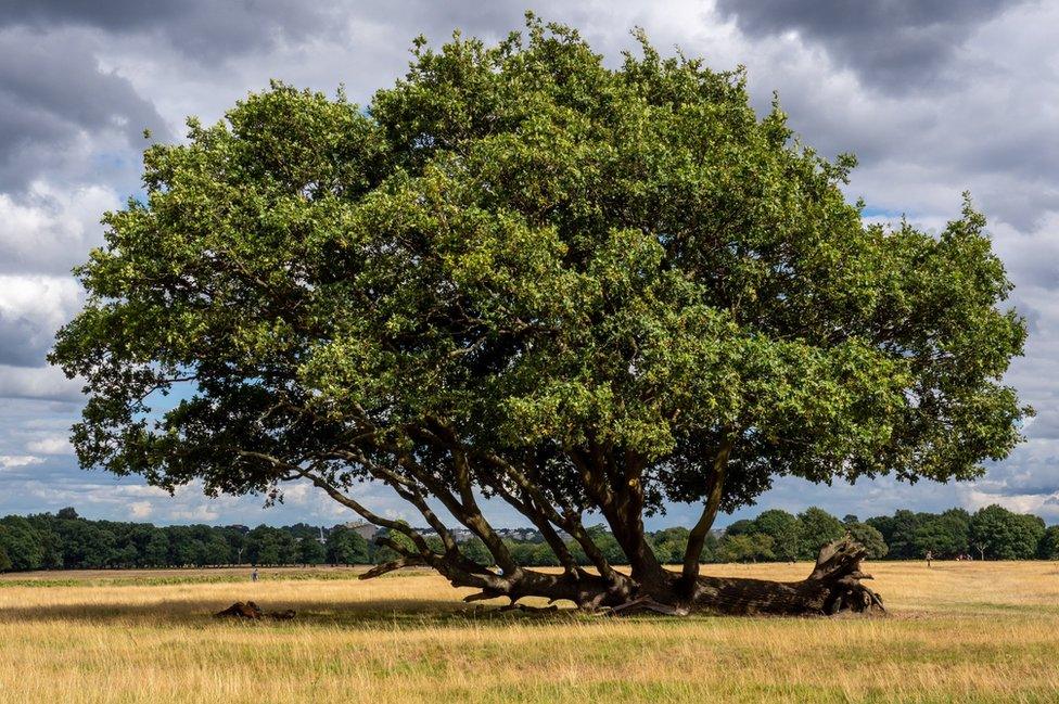 Fallen tree