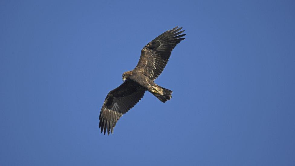 golden eagle