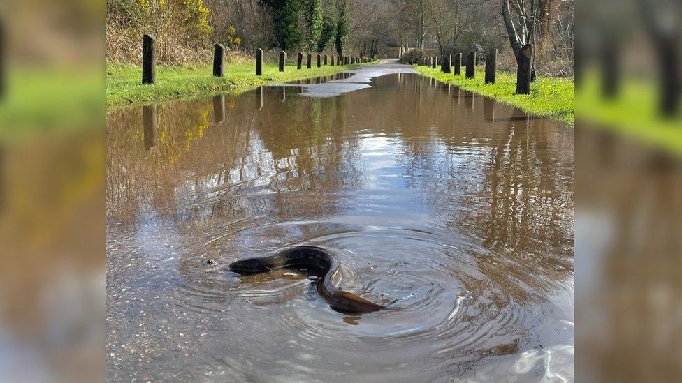 eel in puddle