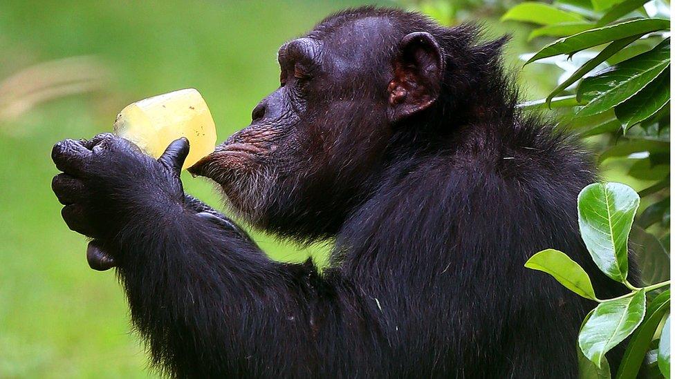 Chimp with ice lolly