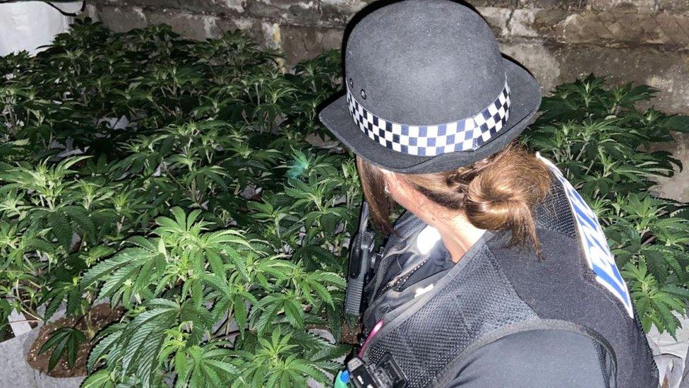 A police officer inside the cannabis farm