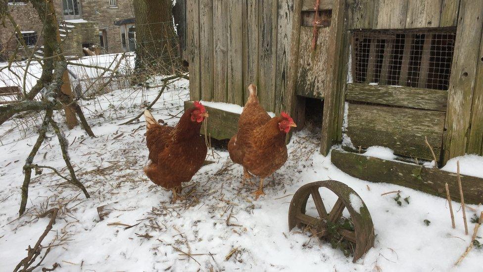 Hens in a garden in Llanvetherine, Monmouthshire