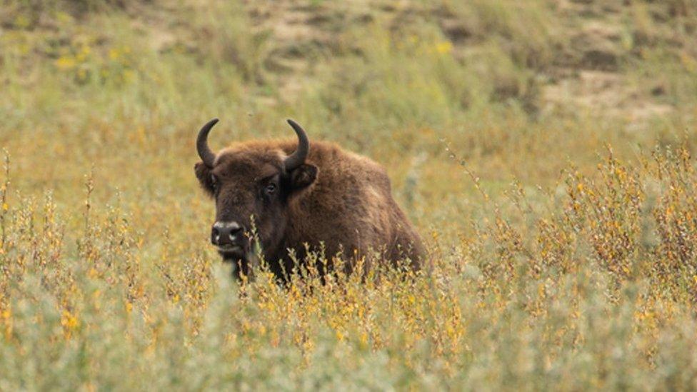 Bison