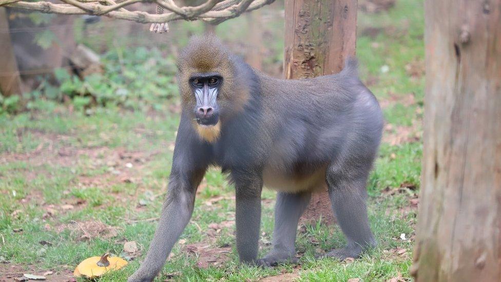 A mandrill