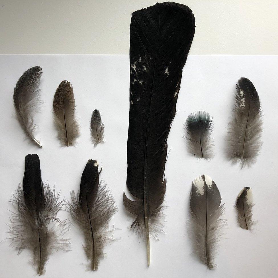 Male feathers